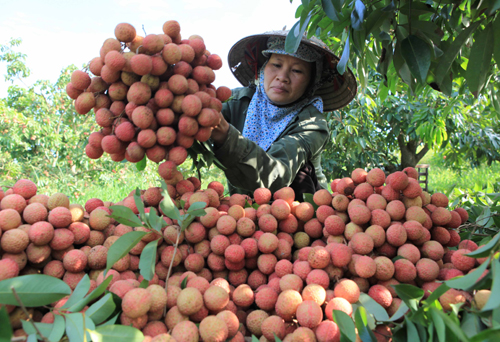 Thanh Ha district enjoys bumper litchi harvest